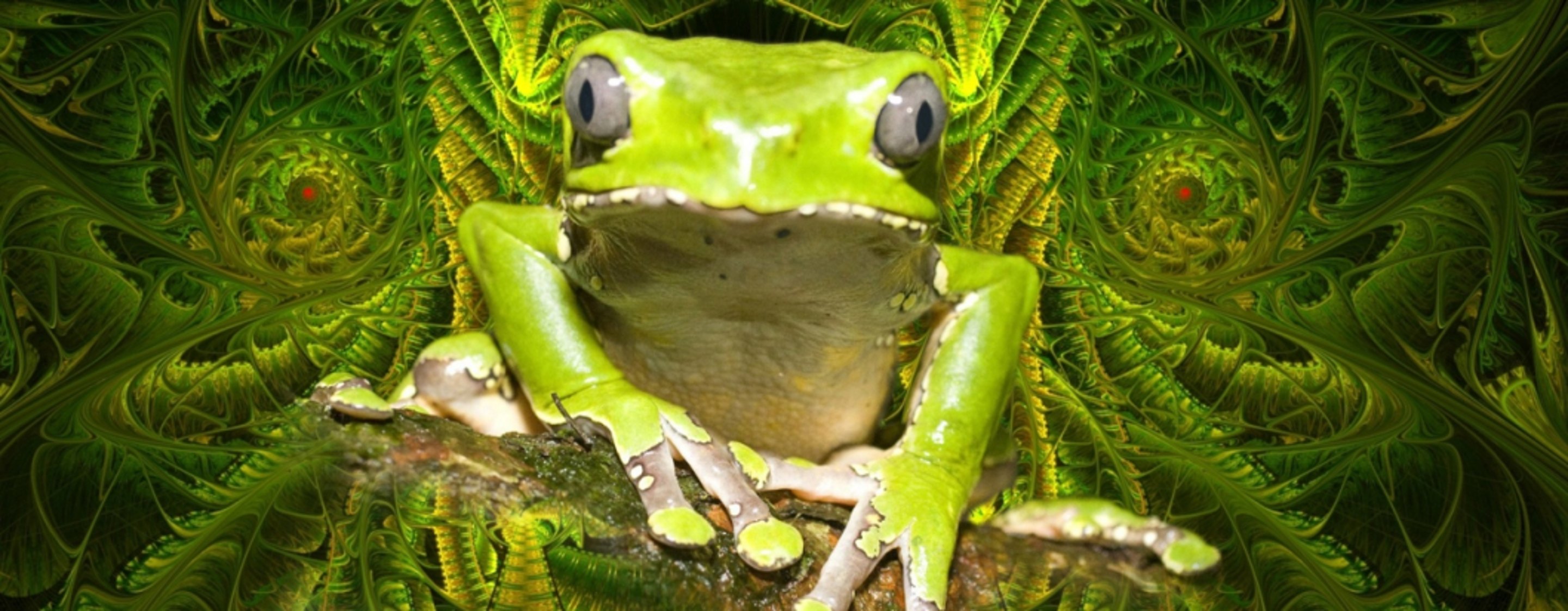 Phyllomedusa bicolor – Riesenlaubfrosch des Amazonas, von dem Kambo gewonnen wird
